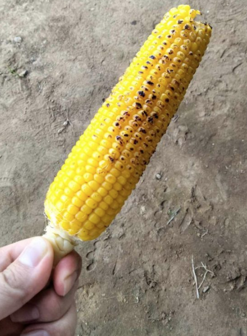 夏が終わる前に、、、とうもろこしを食べに行きましょう。自転車で。